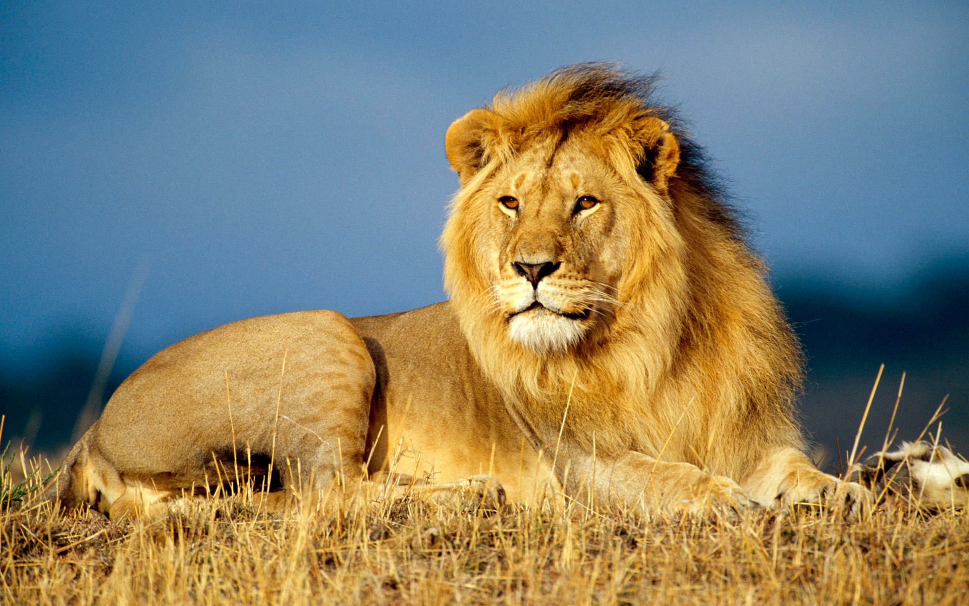 صدای شیر