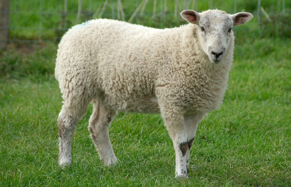 صدای گوسفند